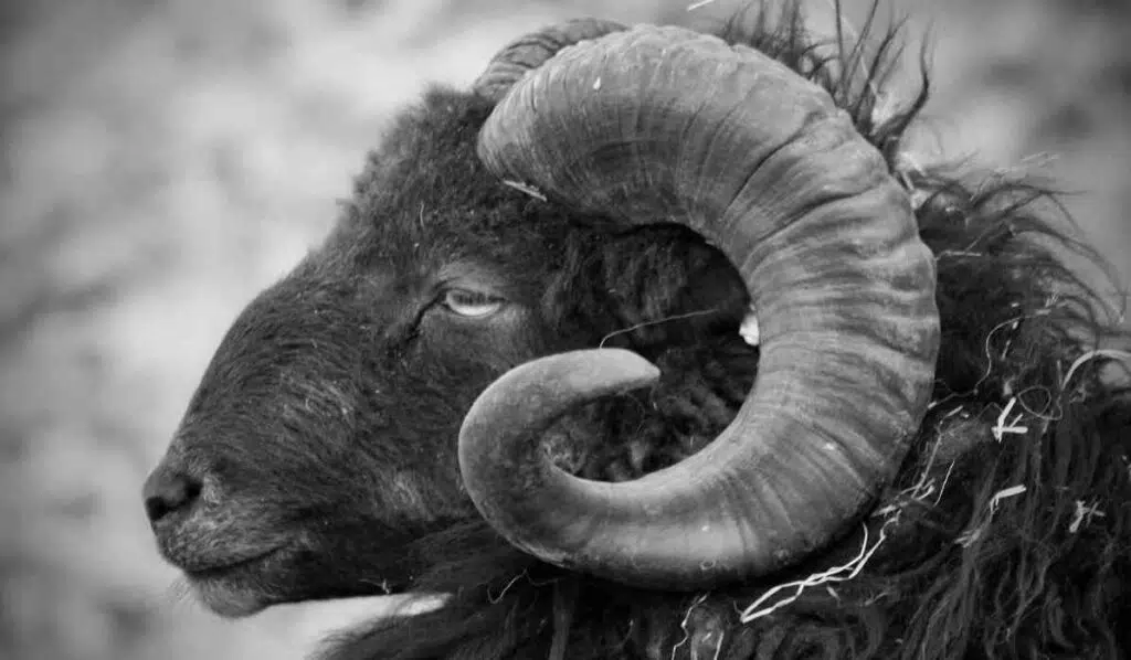 aries sun