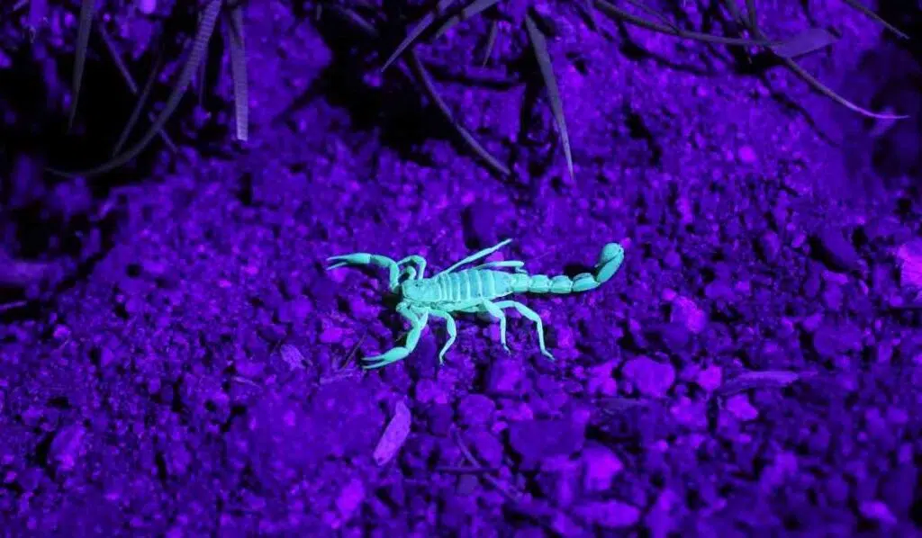 scorpio sun