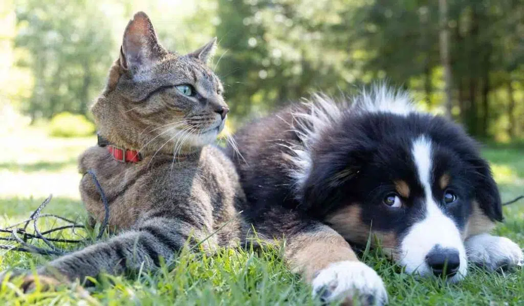 pets feel energy