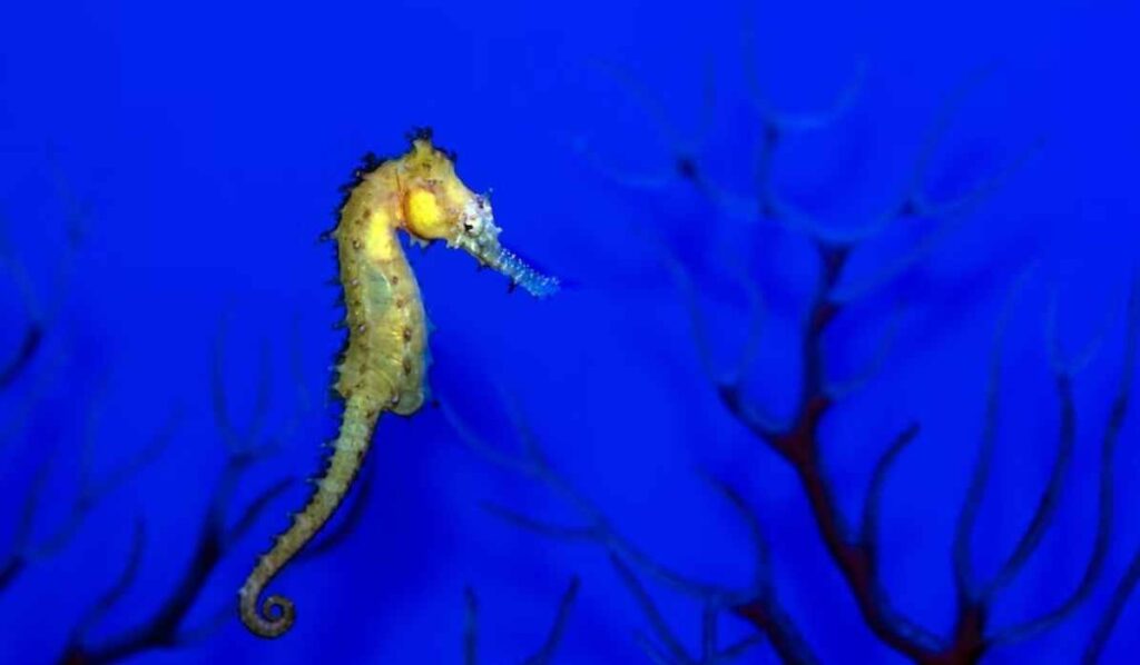 Seahorse pisces zodiac spirit animal
