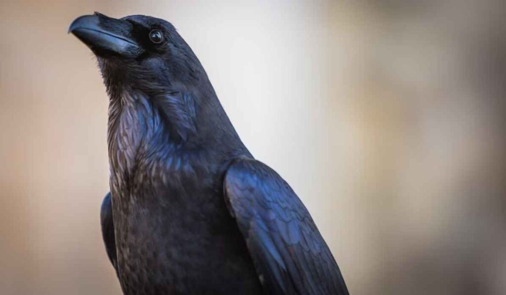 pisces spirit animal crow zodiac