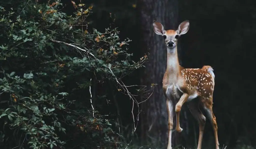 pisces spirit animal deer