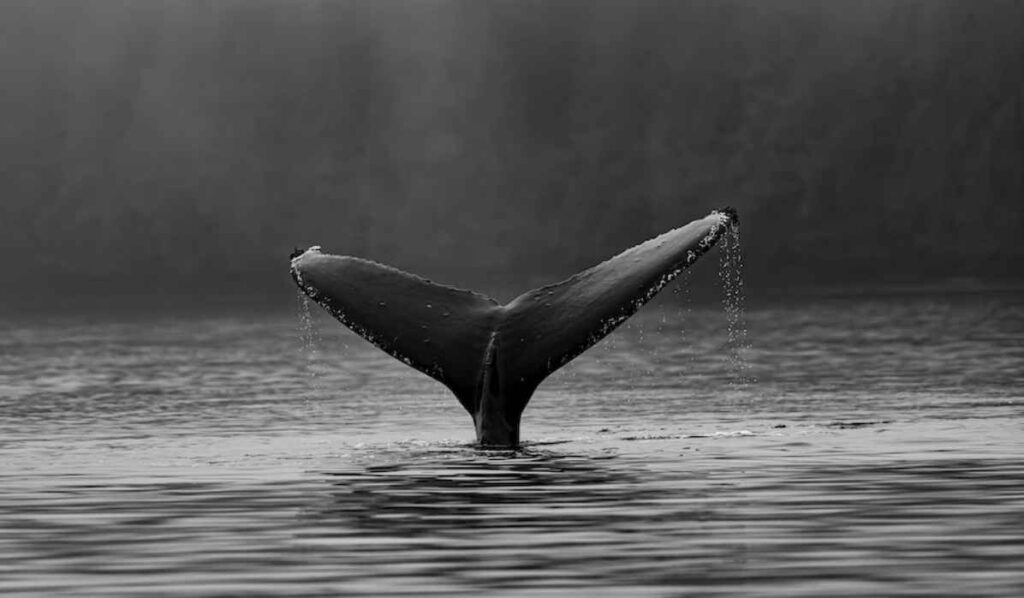 pisces spirit animal whale zodiac