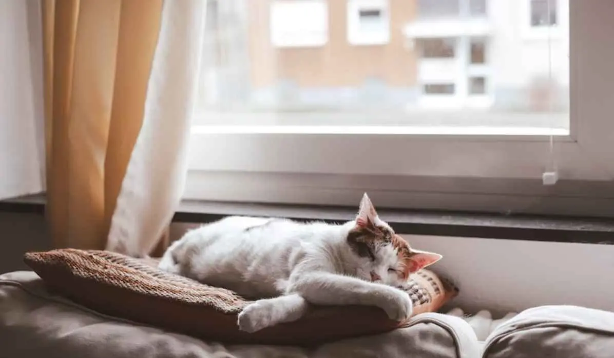 Why Are INTPs Lazy cat being lazy just like intps