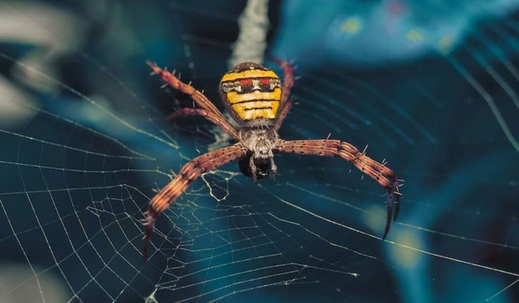 cute yellow spider