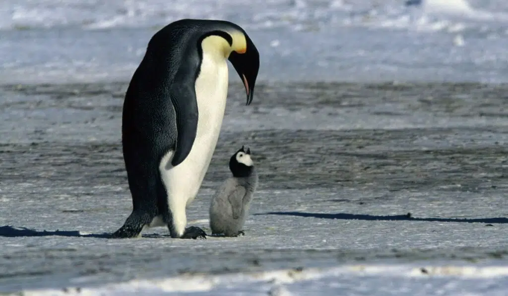 march-of-the-penguins-2005-movies