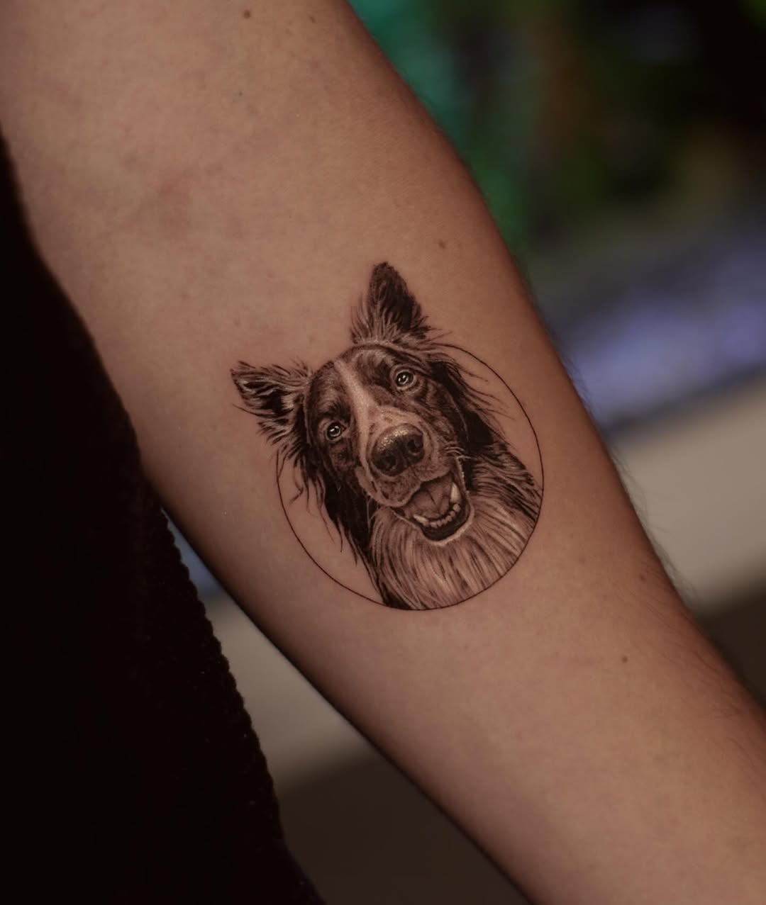 Realistic Border Collie Tattoo for Dog Lovers