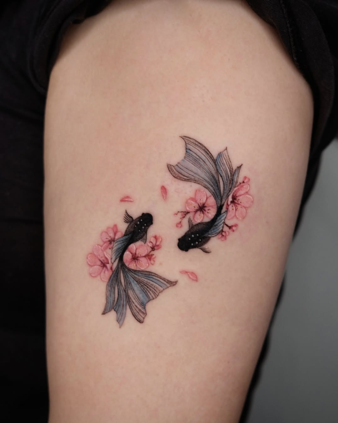 Koi fish amidst tranquil cherry blossoms