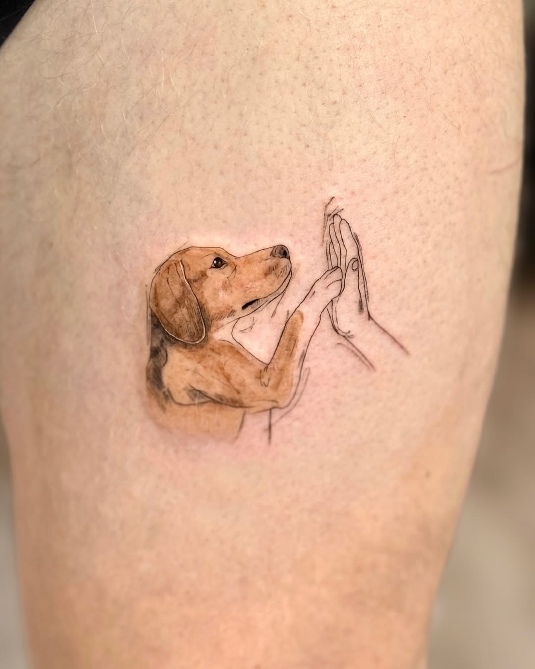 Whimsical dog reaching for a human touch