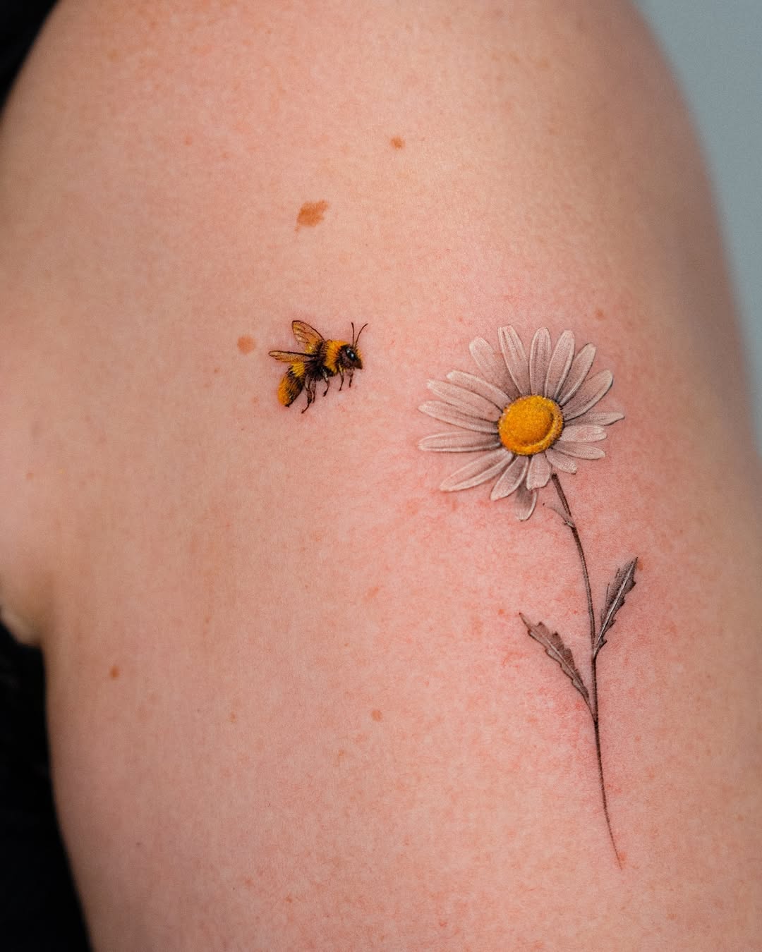 Delicate bee paired with a beautiful daisy