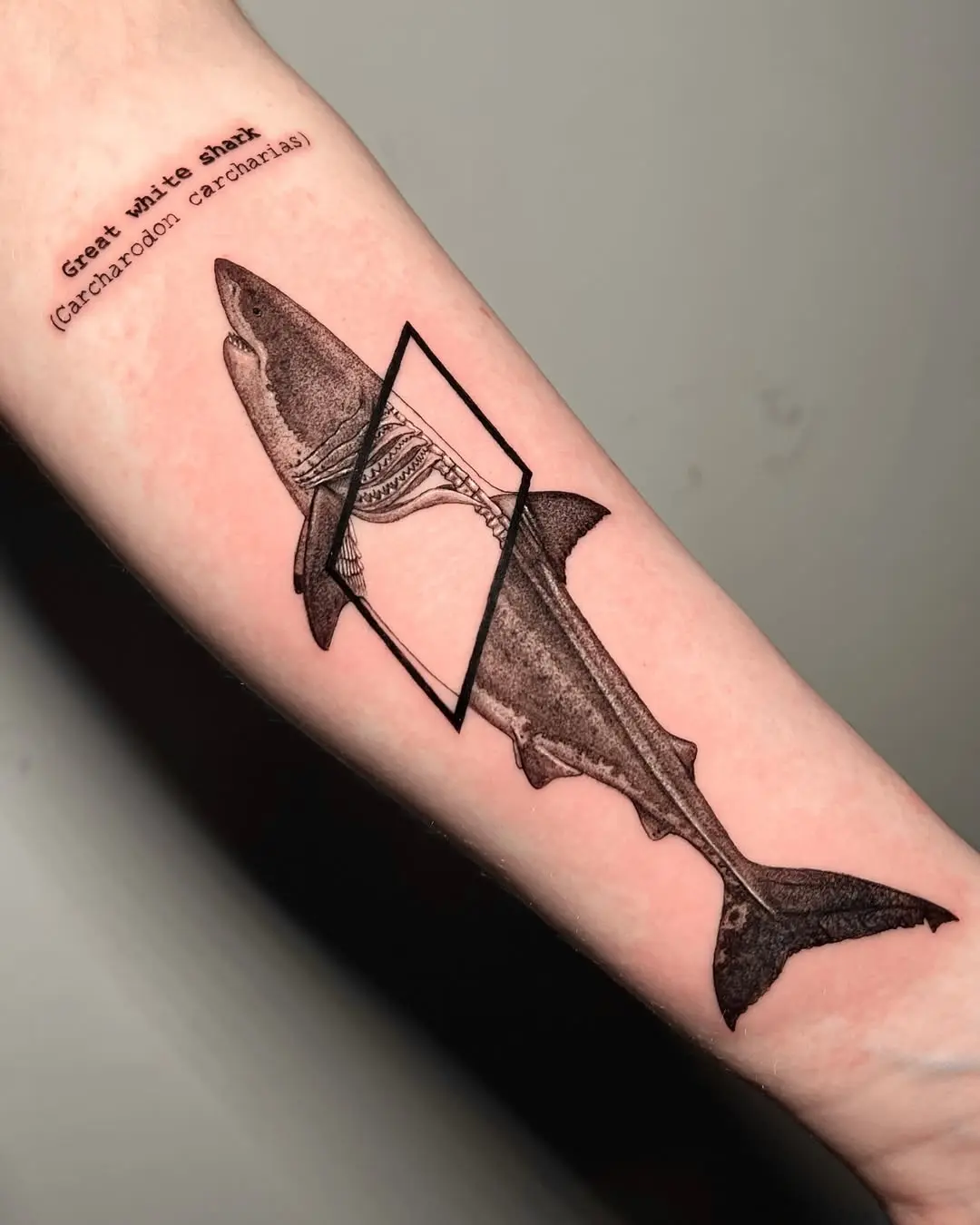 Detailed Great White Shark Tattoo Design