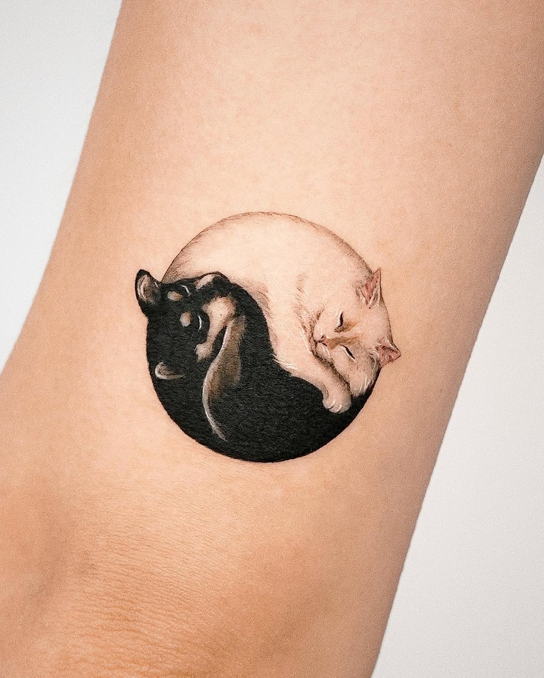 Cats Embrace in Yin Yang Harmony