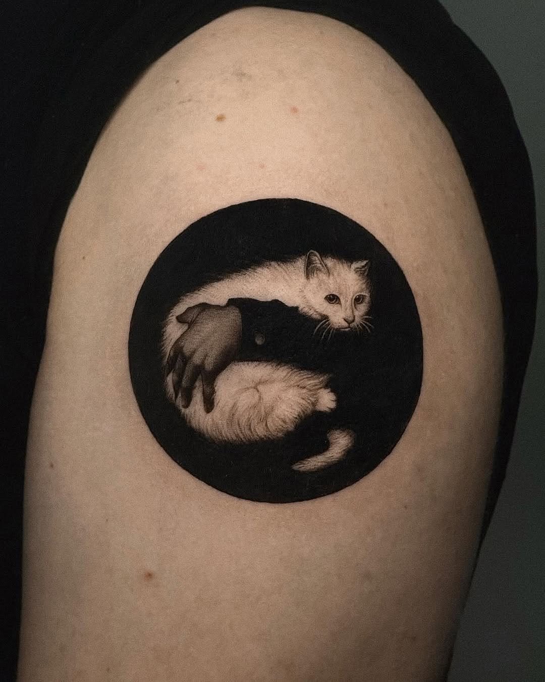 Captivating Cat in a Unique Abstract Frame