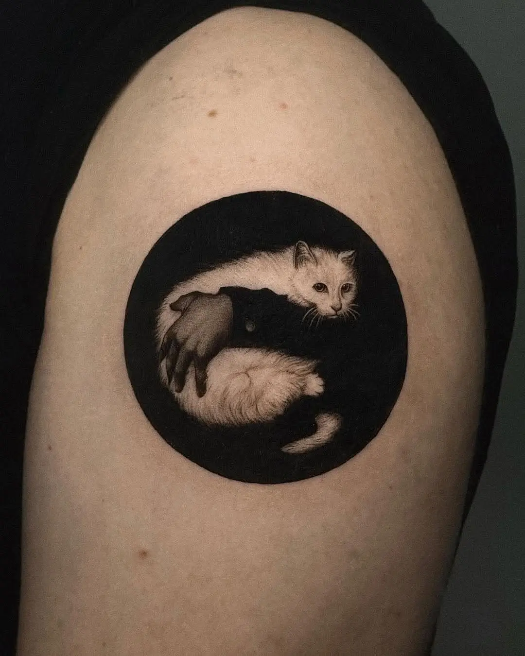 Captivating Cat in a Unique Abstract Frame