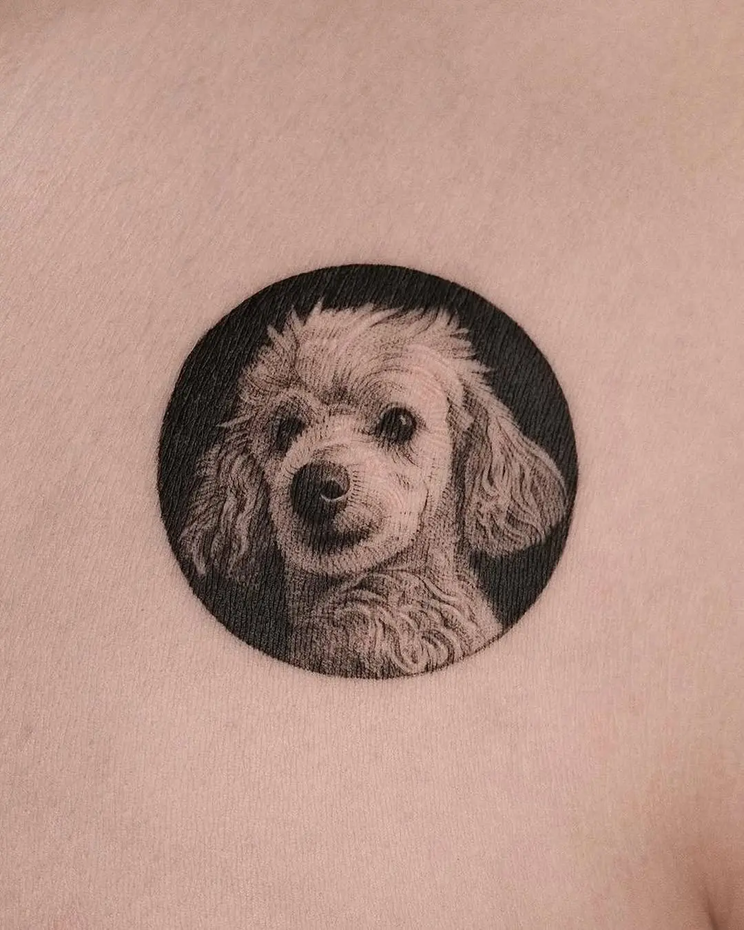 Realistic poodle tattoo in black circle