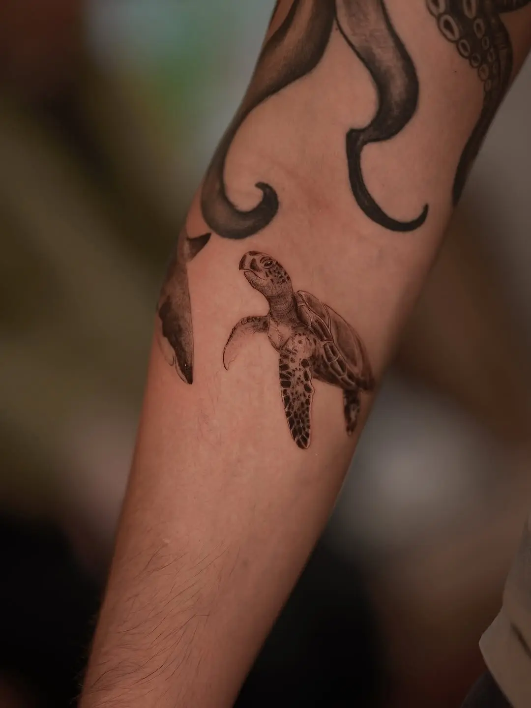 Realistic turtle tattoo on forearm