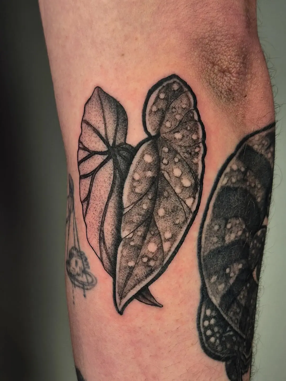 Stunning blackwork begonia leaf tattoo design