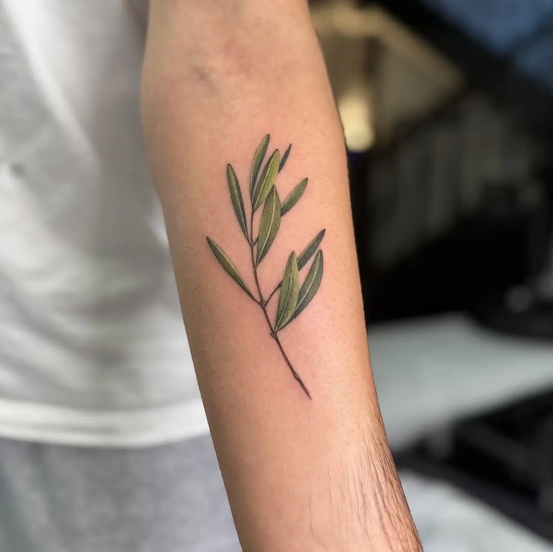 Trendy olive branch tattoo on forearm.