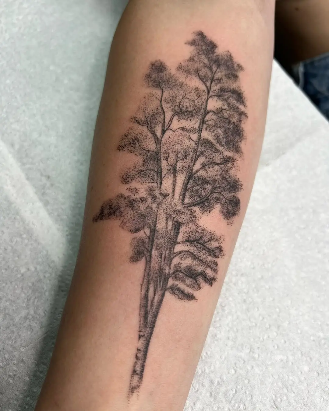 Elegant birch tree tattoo in striking black ink