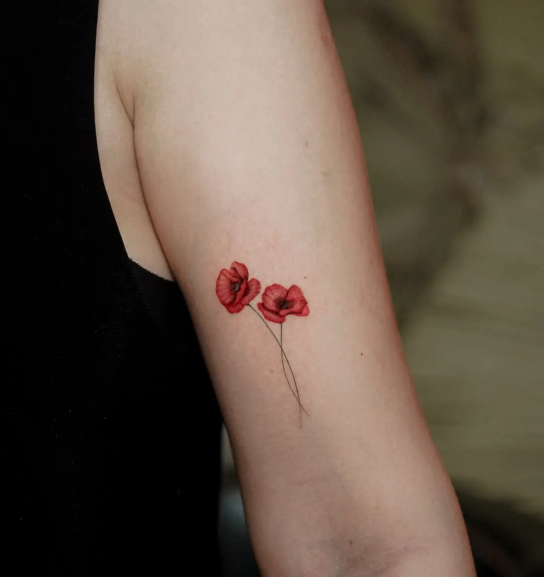 Elegant red poppy flowers with delicate stems