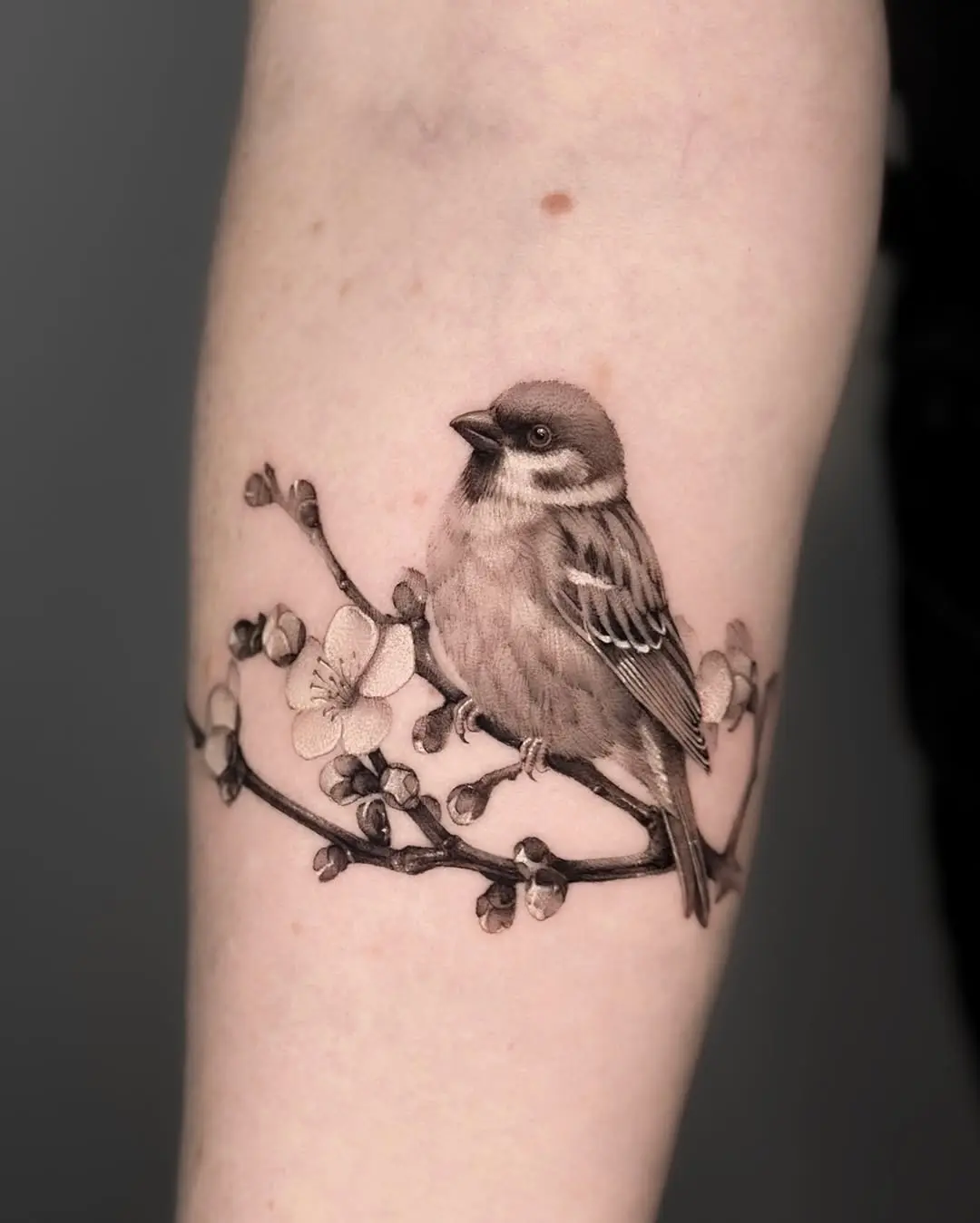 Elegant sparrow perched on delicate blossoms