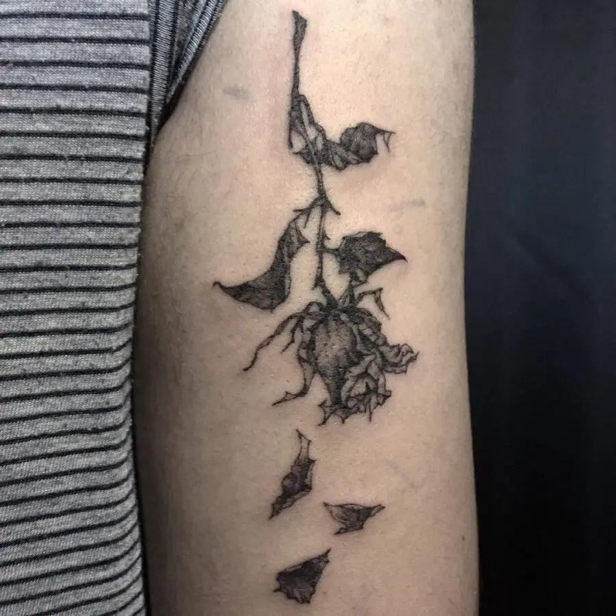 Elegant drooping rose with fallen petals