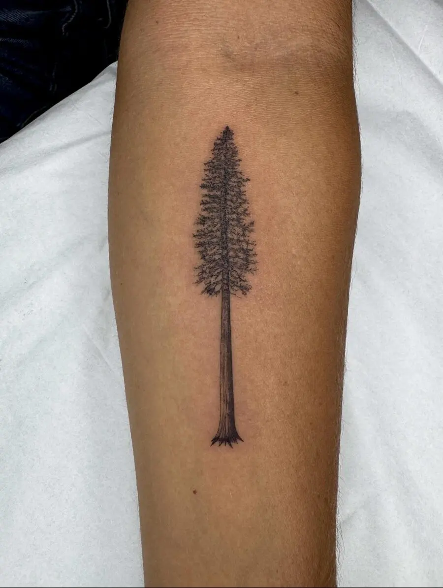 Minimalist redwood tree tattoo on forearm