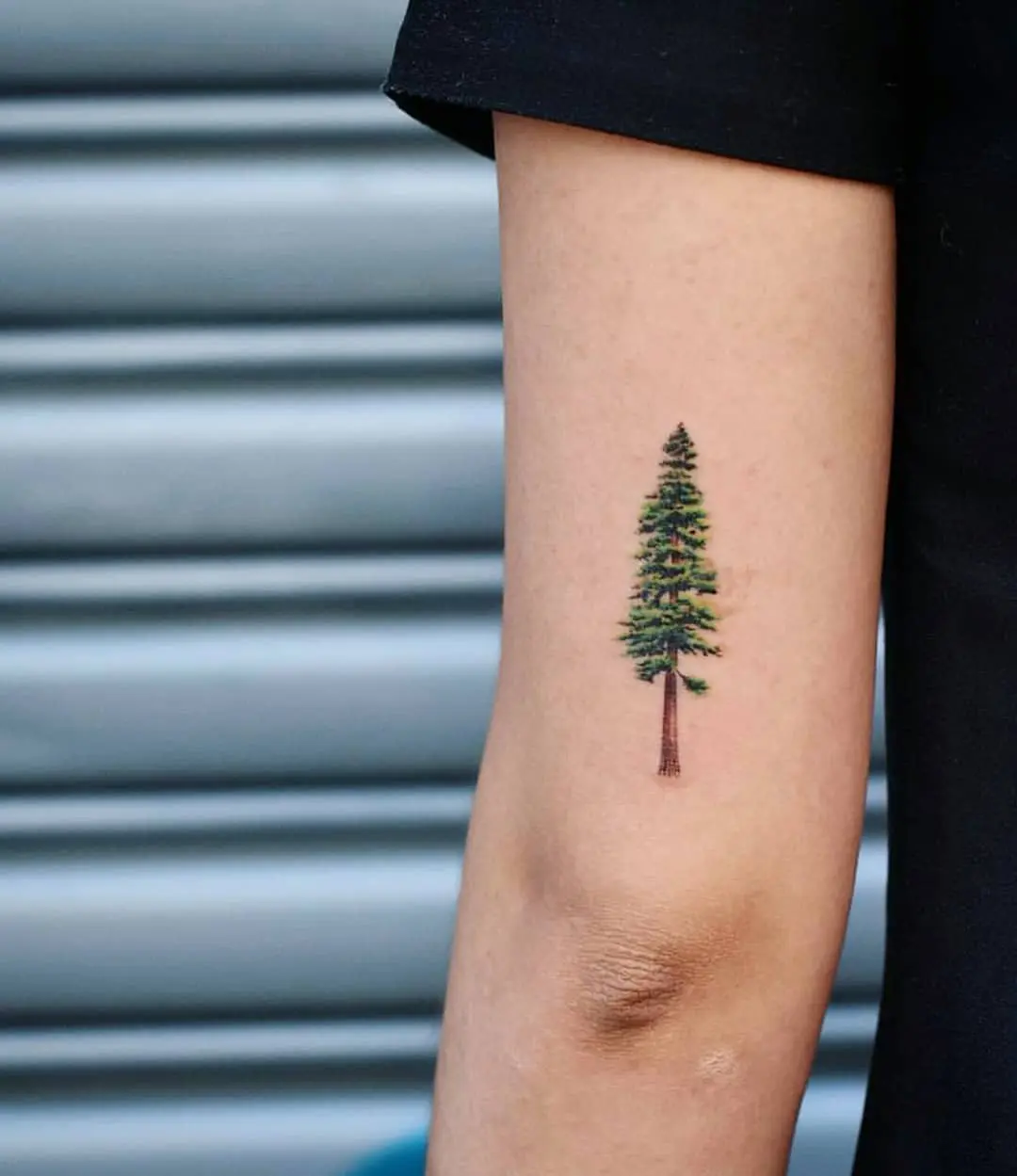 Minimalist redwood tree tattoo on the forearm