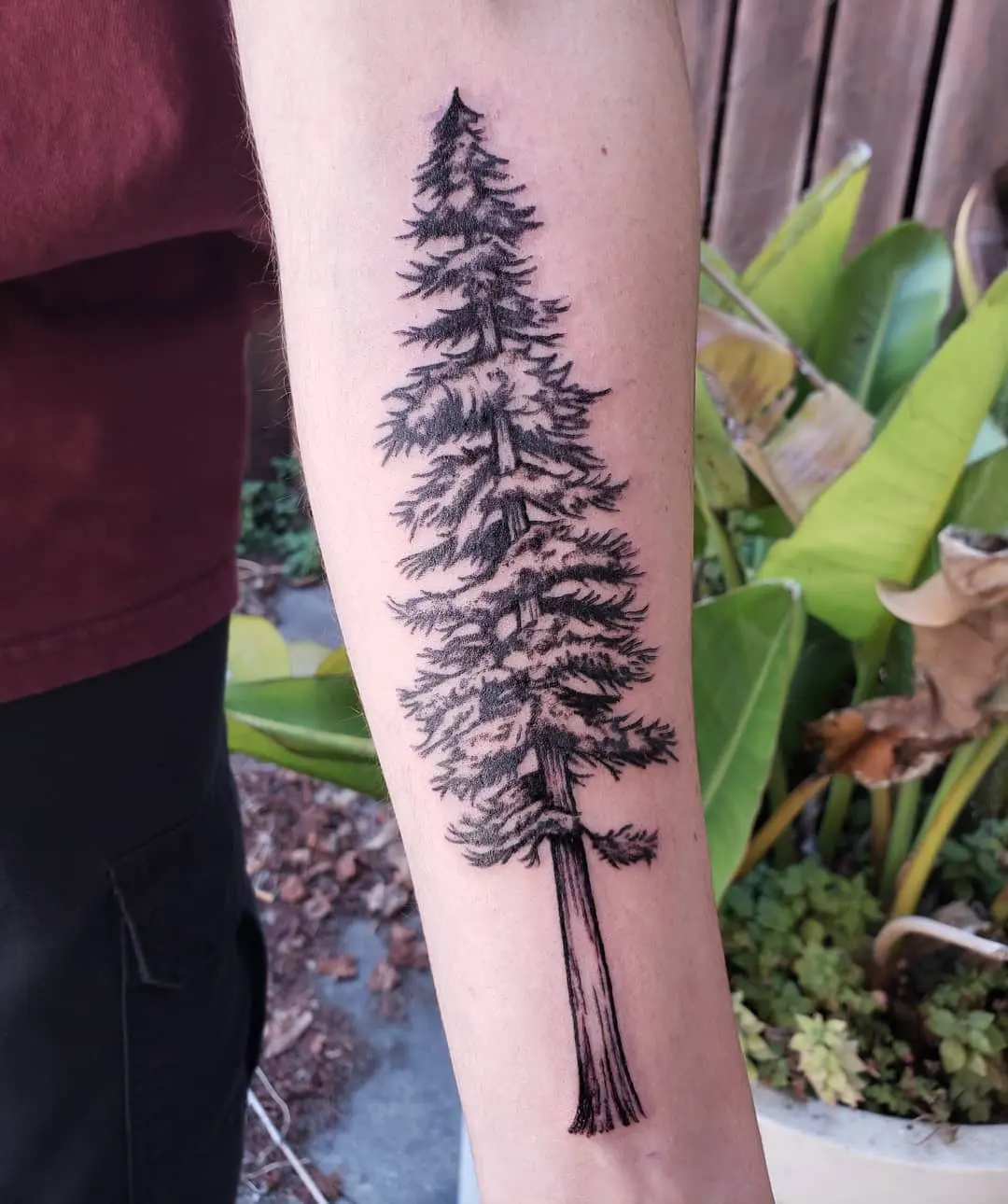 Elegant redwood tree tattoo on the forearm