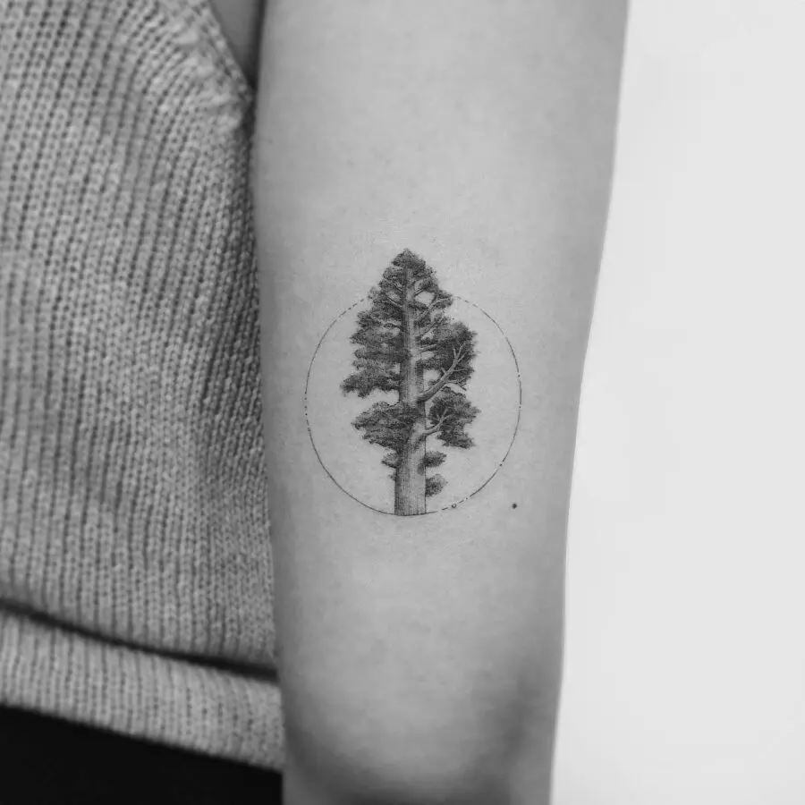 Minimalist Redwood Tree Tattoo in Circular Frame