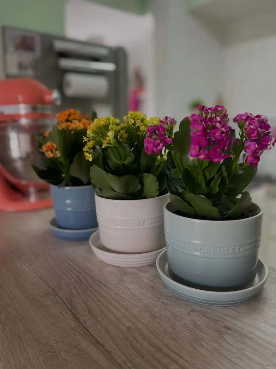 Vibrant Potted Flowers for Kitchen Charm