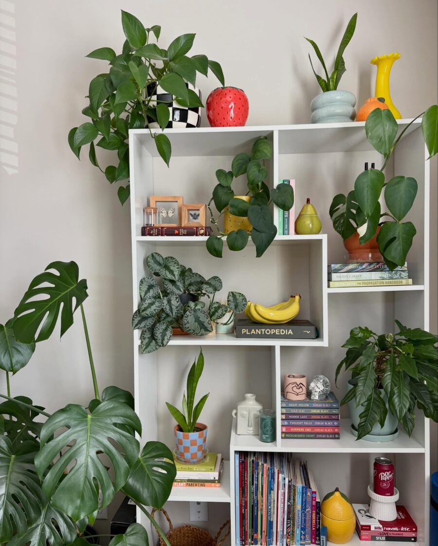 Lively shelf adorned with vibrant plants and decor